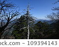 White bone forest 109394143