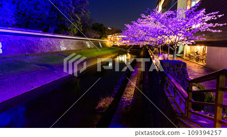 Tsuboi River and cherry blossom trees, cherry blossom season, Kumamoto Castle light-up scene (Kumamoto City) Tsuboi River and cherry blossom trees, cherry blossom season, Kumamoto Castle light-up scene (Kumamoto City) 109394257