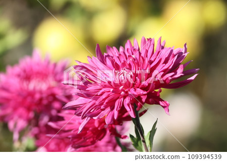 dark pink chrysanthemum dark pink chrysanthemum 109394539