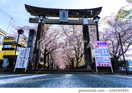 Torii gate and cherry blossoms, cherry blossom tunnel scenery that shines in the gentle cherry blossom season, Kikuchi Shrine, Kikuchi City Torii gate and cherry blossoms, cherry blossom tunnel scenery that shines in the gentle cherry blossom season, Kikuchi Shrine, Kikuchi City 109394885