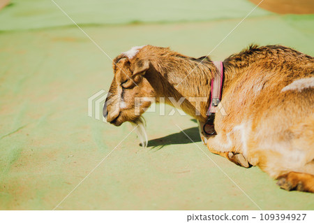 Goats and sheep on the farm Goats and sheep on the farm 109394927