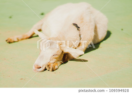 Goats and sheep on the farm 109394928