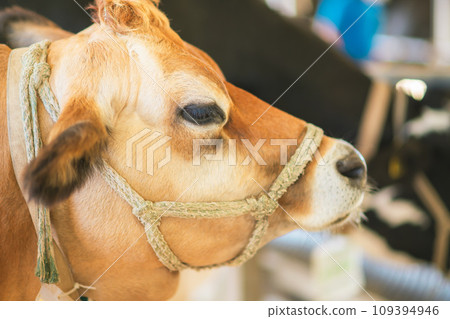 Goats and sheep on the farm 109394946
