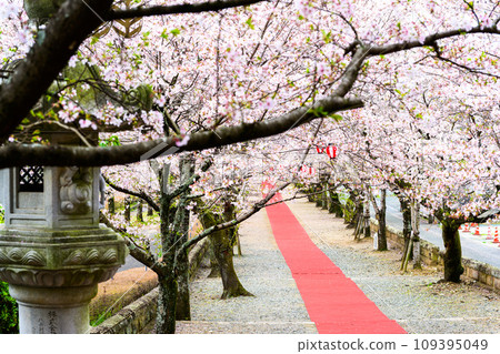 在溫柔的櫻花季綻放光芒的櫻花隧道 菊池神社 菊池市 109395049