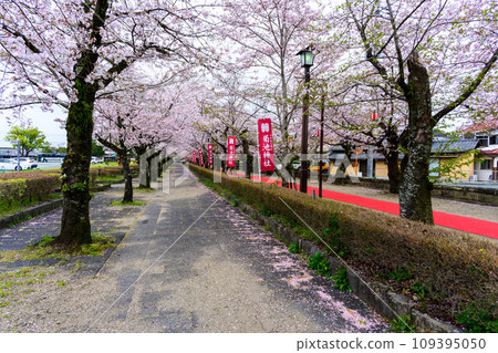 A cherry blossom tunnel that shines in the gentle cherry blossom season Kikuchi Shrine Kikuchi City 109395050