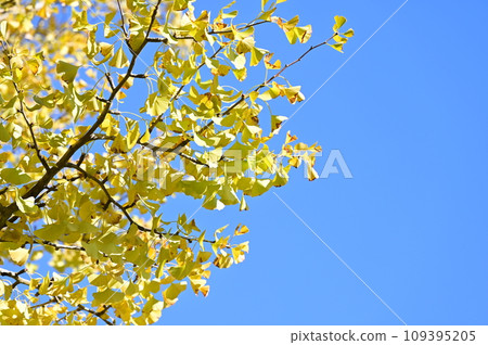Ginkgo leaves shining in the blue sky Ginkgo leaves shining in the blue sky 109395205