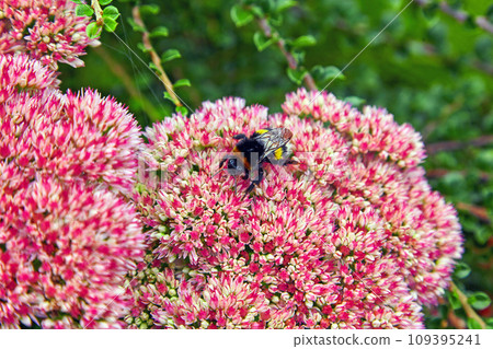 A bumblebee collects nectar on a purple sedum in a summer park A bumblebee collects nectar on a purple sedum in a summer park 109395241