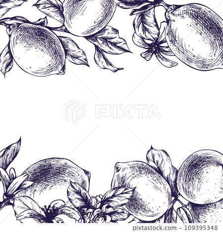 Lemons juicy, ripe with leaves, flower buds on the branches, whole and slices. Graphic botanical illustration hand drawn in blue ink. Frame, template EPS vector Lemons juicy, ripe with leaves, flower buds on the branches, whole and slices. Graphic botanical illustration hand drawn in blue ink. Frame, template EPS vector 109395348