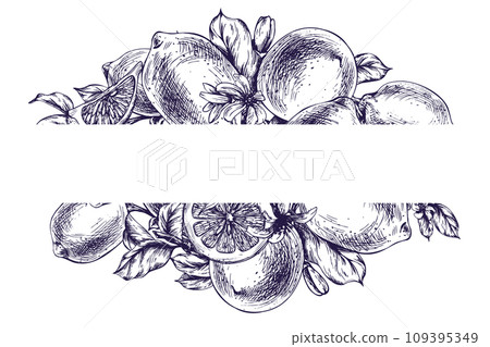 Lemons juicy, ripe with leaves, flower buds on the branches, whole and slices. Graphic botanical illustration hand drawn in blue ink. Frame, template EPS vector Lemons juicy, ripe with leaves, flower buds on the branches, whole and slices. Graphic botanical illustration hand drawn in blue ink. Frame, template EPS vector 109395349