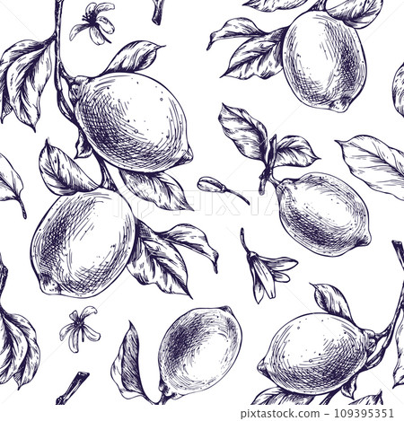 Lemons juicy, ripe with leaves, flower buds on the branches, whole and slices. Graphic botanical illustration hand drawn in blue ink. Seamless pattern EPS vector Lemons juicy, ripe with leaves, flower buds on the branches, whole and slices. Graphic botanical illustration hand drawn in blue ink. Seamless pattern EPS vector 109395351