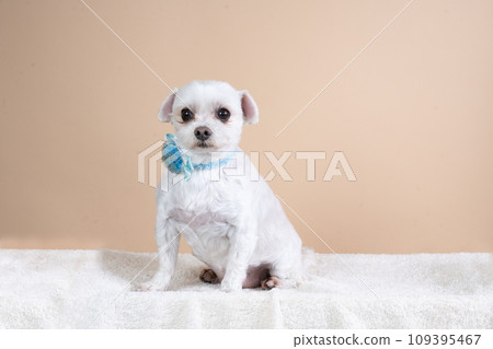 混種狗坐著微笑，米色背景 109395467