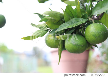 Blue mandarin orange 109395536