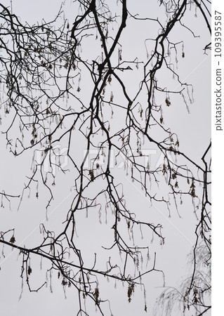 Common sycamore Common sycamore 109395587