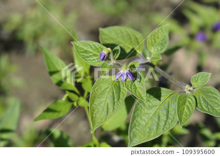 Red rocoto pepper Red rocoto pepper 109395600