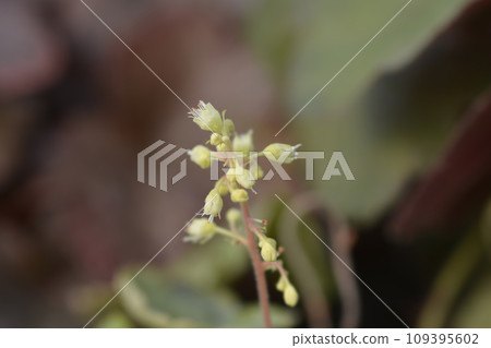 Coral Bells World Caffe Romano Coral Bells World Caffe Romano 109395602