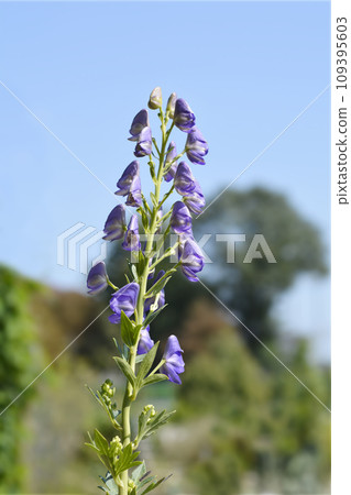 Variegated monkshood Variegated monkshood 109395603