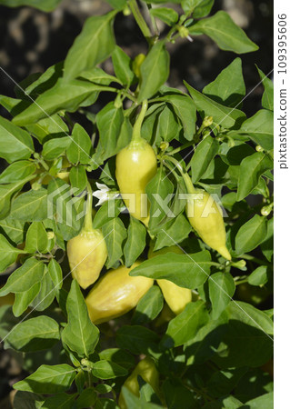 Bird pepper Jami 109395606