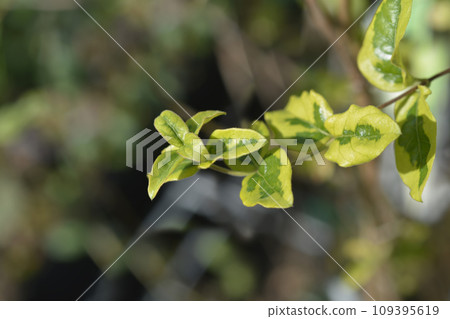 Japanese honeysuckle Kogel-Mogel Japanese honeysuckle Kogel-Mogel 109395619
