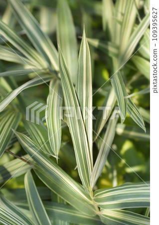Dwarf white-striped Bamboo Dwarf white-striped Bamboo 109395627