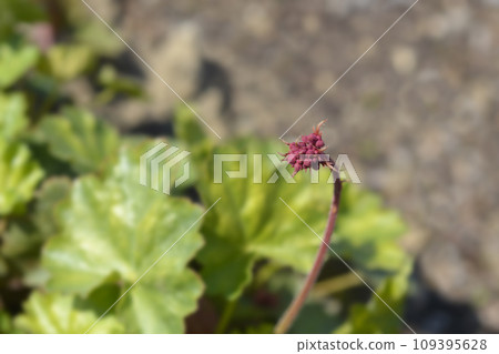Coral Bells Coral Bells 109395628