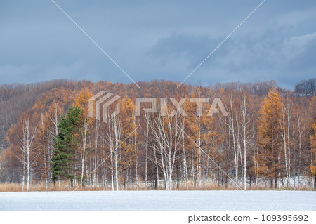 初冬黃葉的落葉松林和落葉的白樺林 109395692
