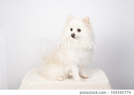 White Pomeranian sitting and smiling 109395774
