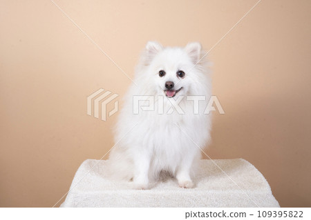 White Pomeranian sitting and smiling White Pomeranian sitting and smiling 109395822