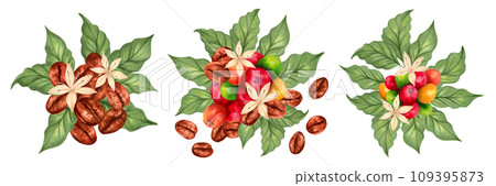 Compositions of coffee beans, coffee berries with leaves. Aroma of Robusta and Arabica varieties. Marker illustration in watercolor style. Clipart for production, harvesting. Hand-drawn isolated art. Compositions of coffee beans, coffee berries with leaves. Aroma of Robusta and Arabica varieties. Marker illustration in watercolor style. Clipart for production, harvesting. Hand-drawn isolated art. 109395873