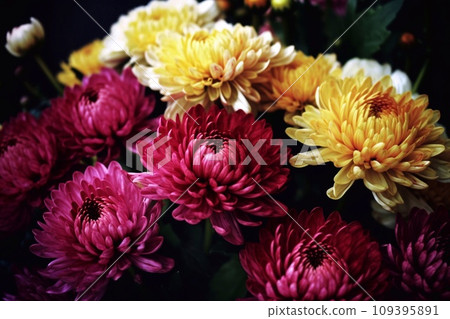 Two color Chrysanthemums Nature background. Pink Floral backdrop. Close up asters texture surface. Purple astra screensaver. Seasonal Autumn Flowers background. Two color Chrysanthemums Nature background. Pink Floral backdrop. Close up asters texture surface. Purple astra screensaver. Seasonal Autumn Flowers background. 109395891