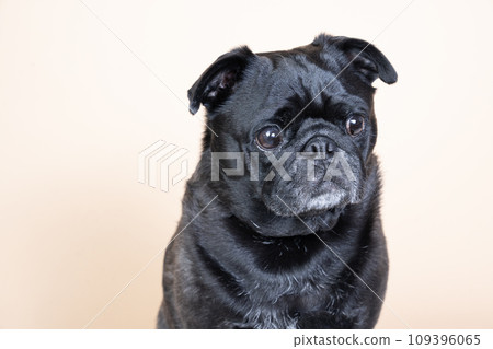 Bust up of Sakana, a sitting pug Bust up of Sakana, a sitting pug 109396065