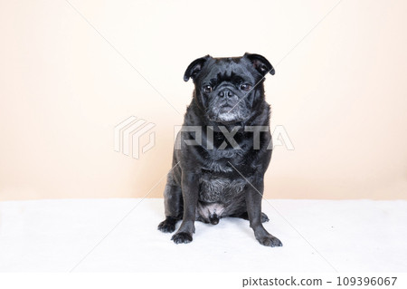 Pug fish sitting down 109396067