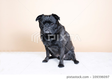 Pug fish sitting down Pug fish sitting down 109396097