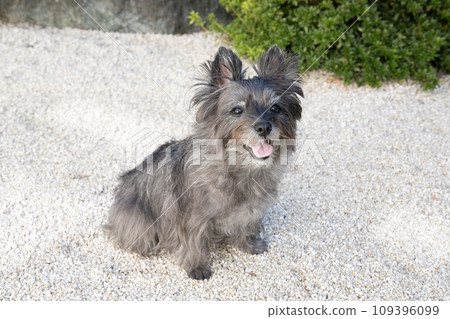 Cairn Terrier sitting and smiling 109396099