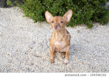 Russian toy terrier sitting in a white stone garden 109396192