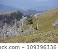 On a sunny day, frost-covered trees in Shikoku 109396336