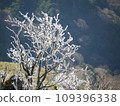 Frost-covered trees on the mountaintop shining in the sunny sun 109396338
