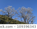 Clear skies and frost-covered trees 109396343