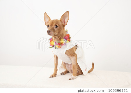 俄羅斯玩具梗犬與花環 109396351