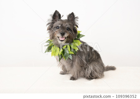 凱恩梗微笑著白色背景和花環 109396352