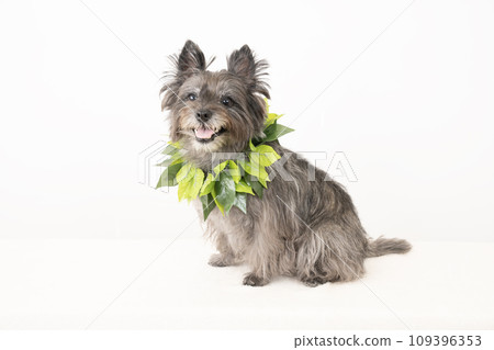 Cairn Terrier smiling with white background and lei Cairn Terrier smiling with white background and lei 109396353