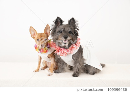 Cairn Terrier and Russian Toy Terrier smiling with lei on Cairn Terrier and Russian Toy Terrier smiling with lei on 109396486