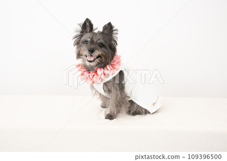 Cairn Terrier smiling with white background and lei Cairn Terrier smiling with white background and lei 109396500