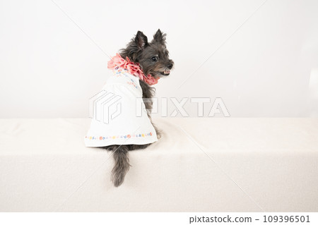 Cairn Terrier smiling with white background and lei Cairn Terrier smiling with white background and lei 109396501