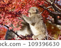 Autumn leaves and Japanese macaque children 109396630