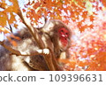 Autumnal leaves and Japanese monkeys 109396631