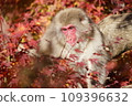 Japanese macaques relaxing surrounded by autumn leaves 109396632