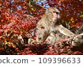 Japanese macaque walking through autumn leaves 109396633