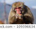 Japanese macaque biting into a persimmon 109396634