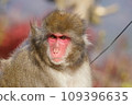 Japanese macaque at dusk 109396635