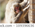Japanese macaque holding food 109396636
